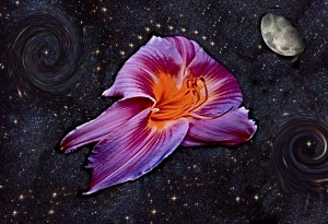 Daylily Bloom Rockets To The Moon